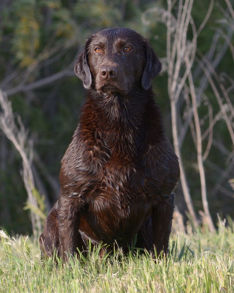 photo Griz Front_zpsv9gjpdji.jpg